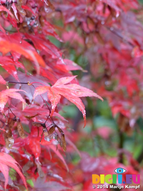 FZ009472 Red leafs